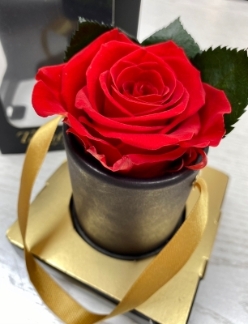 Single forever red rose presented in a mini hat box with ribbon. 